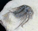 Spiny Leonaspis Trilobite #9565-1